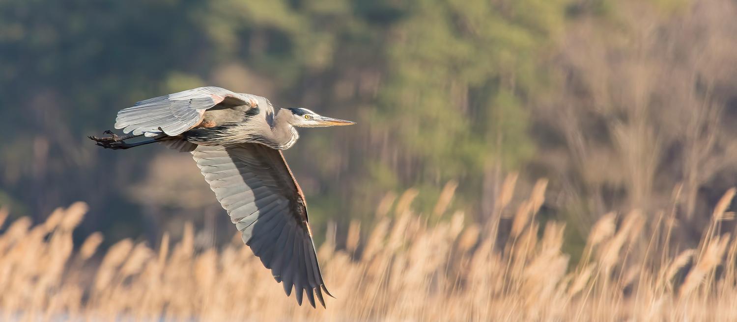 Vacances au coeur du Parc naturel de Brière